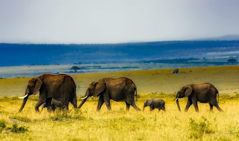 Ingyenes online újságírótréning utazási lehetőséggel Afrikába és európai országokba